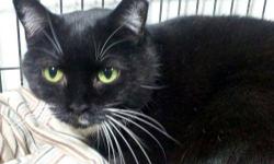 Domestic Short Hair - Black and white - Garbo - Medium - Adult
Hi, there! I'm Garbo, a black and white female adult cat. I'm a little shy, but I love to play with toys and I'm very curious. I'm looking for a loving forever home where I can feel safe and