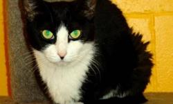 Domestic Short Hair - Black and white - Gibbs - Small - Adult
Gibbs is a shy but sweet boy who knows what he wants out of life - and that is FOOD! Although on the petite side, Gibbs is a BIG talker who will entertain you all day as he meows at everything