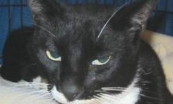 Domestic Short Hair - Black and white - Jack & Magoo - Medium
Jack and Magoo are brothers who must be adopted together!! Both Jack and Magoo had a severe viral infection of the eyes which resulted in Magoo losing one eye and with limited vision in the
