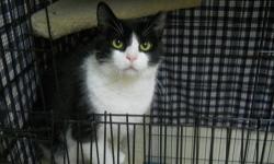 Domestic Short Hair - Black and white - Jack - Small - Young
1 yr old male friendly cat , he lived with 4 other cats and gets along well with other cats . He was left abandoned when their owner moved .
CHARACTERISTICS:
Breed: Domestic Short Hair-black and