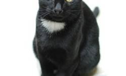Domestic Short Hair - Black and white - Jax - Medium - Young
Jax is a handsome guy - he has a white bib and a wonderful, shiny, sleek coat. He was born about February 2012. He is a little shy upon first meeting, but once you get to know Jax you find him