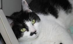 Domestic Short Hair - Black and white - Jayla - Medium - Adult
Jayla is hoping someone will spend some time with her and fall in love. She's so scared at the shelter and we know a loving home will make her happy!
CHARACTERISTICS:
Breed: Domestic Short