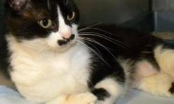 Domestic Short Hair - Black and white - Jess - Medium - Adult
Hi, my name is Jess! I'm a beautiful, 5 year old, spayed female, black and white cat. I'm friendly and affectionate and I love to be talked to and petted. I am good with other cats. I hope I