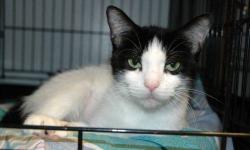 Domestic Short Hair - Black and white - Joey - Medium - Adult
Meet JOEY a young Male. He's so friendly, loves to be pet and cuddle! Check out his piercing green eyes, they are stunning!!! He's playful & would be a great addition to your family! Come Adopt