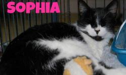 Domestic Short Hair - Black and white - Kathy - Large - Adult
CHARACTERISTICS:
Breed: Domestic Short Hair-black and white
Size: Large
Petfinder ID: 24846826
ADDITIONAL INFO:
Pet has been spayed/neutered
CONTACT:
WC SPCA | Attica, NY | 585-591-3114
For