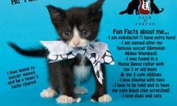 Domestic Short Hair - Black and white - Kenny - Small - Baby
For more information and adoption applications (which must be completed to arrange a meeting) visit Rescued Treasures Pet Adoptions Home Page  . Before applying for this cat/kitten, please think