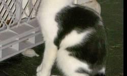 Domestic Short Hair - Black and white - Kimberly - Medium - Baby
KIMBERLY wasn't keen on getting her picture taken, but she's a very handsome catcalled a "cow cat" because of her black spots. Although she's a little shy, some patient person who has a