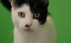 Domestic Short Hair - Black and white - Kole - Small - Adult
3 yr old cat found as a stray . He was someone's house cat as he is very friendly and was neutered . He is calm, mellow, and the official greeter in the sun room. He gets along well with other
