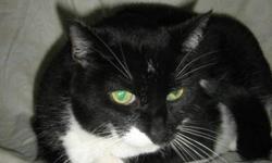Domestic Short Hair - Black and white - Lucky Boy - Medium
Lucky Boy- is an older adult cat. He needs a quiet house where he will get a lot of attention and love. He is still playful despite his 11 years of age. A neutered domestic short hair black and