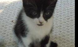 Domestic Short Hair - Black and white - Magpie - Medium - Baby
Magpie is a very cute DSH female. She is mostly black, with a tuxedo white chest and belly. She has a cute spot on her nose and nice markings on her front legs. She is very sweet and is one of