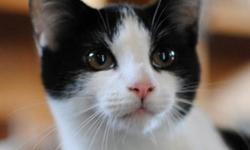 Domestic Short Hair - Black and white - Maple - Medium - Baby
Maple and his sibling were found abandoned under a porch. They were born in May 2012. He is a really good looking black and white guy, with quite a handsome face. Maple is gentle, very sweet