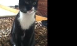 Domestic Short Hair - Black and white - Max - Small - Young
Max is a very sweet little guy. His litter came into foster care, all with eye or sinus problems. Max's right eye has the third membrane partially up and it is sometimes a little red. It doesn't
