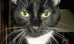 Domestic Short Hair - Black and white - Melvin - Medium - Adult
MELVIN is a black and white male, ~1 year old. Very playful and entertaining. A curious, yet independent thinker. If traveling from outside the general area, please call the shelter ahead of