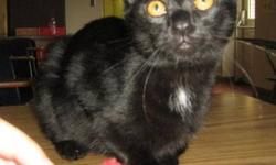 Domestic Short Hair - Black and white - Midnight - Medium
Midnight is a spayed domestic short hair female black with small white patch on her chest, 3 years old. Is good as a solitary cat but in a group prefers to be around male cats over female. She is
