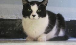 Domestic Short Hair - Black and white - Monster - Large - Adult
Monster came to our shelter with Kitten. Funny as Monster is not as large as Kitten. Monster is about 11-12 lbs. Same story as Kitten. Monster loves everyone and also loves wet food. It's