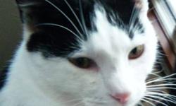 Domestic Short Hair - Black and white - Mr. Biggins "super Cat"
We call Mr. Biggins "Super Cat" as he is such an overall great guy. He loves kids, dogs, and cats, and he fits right in. You can make his day, if he may sit on your lap and you give him a