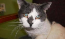 Domestic Short Hair - Black and white - Mr. Whidakers - Medium
Mr. Whidakers was born December 4, 2011. He is the sibling to Chilbesto and they have been together since they were born. Mr. Whidakers is very friendly. He would like to be adopted into a