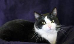 Domestic Short Hair - Black and white - Muscles - Medium - Adult
We named this handsome 3-year old neutered tuxedo cat MUSCLES since he managed to escape the Havahart trap he arrived in, during a few moments of inattention. He is looking for a home where