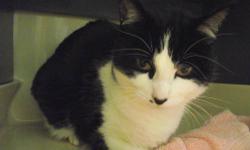Domestic Short Hair - Black and white - Ollie - Medium - Adult
Ollie was surrendered to our shelter by his owner when she could not take him with her as she moved across the country. Ollie originally was adopted from our shelter when he was a little