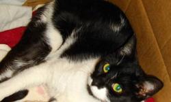 Domestic Short Hair - Black and white - Oreo Creme - Medium
OreoCream was born about 9/1/07. She is up to date on her shots and spayed. Oreo Creme is a very sweet and friendly short haired black and white female cat. She really likes to play with toys,
