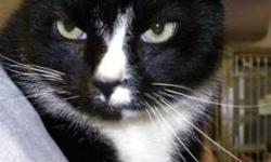 Domestic Short Hair - Black and white - Oreo - Medium - Adult
Hi, my name is Oreo! I'm a handsome, neutered male, black and white cat. I'm friendly and outgoing and I love to talk! I don't like other cats much. If you're looking for a sociable companion,
