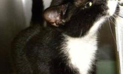 Domestic Short Hair - Black and white - Otto Von - Medium
Hi, my name is Otto Von! I'm a handsome, neutered male, black and white cat. I'm friendly and inquisitive and I love to run around and explore. I can't wait to get a good home!
CHARACTERISTICS: