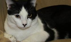Domestic Short Hair - Black and white - Owie - Medium - Young
Owie makes the cutest ?meow?. Hence his name ? it sounds like he is saying ?owie, owie, owie?. He is an active big boy that will settle down easily to receive his love from his special person.