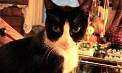 Domestic Short Hair - Black and white - Panda - Medium - Young
Panda is a stray friendly cat wandering the streets. She is looking for a forever home. Contact Nancy [email removed]
CHARACTERISTICS:
Breed: Domestic Short Hair-black and white
Size: Medium