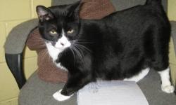 Domestic Short Hair - Black and white - Pellie - Medium - Young
(No. 741) I'm called Pellie. I'm a female black and white short-haired cat about a year old. I have cute black markings on my face. My paws and chest are white. I originally came to the
