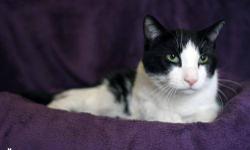 Domestic Short Hair - Black and white - Phineas - Medium - Adult
Phineas is a sweet 5 year old Male
CHARACTERISTICS:
Breed: Domestic Short Hair-black and white
Size: Medium
Petfinder ID: 25024508
ADDITIONAL INFO:
Pet has been spayed/neutered
CONTACT: