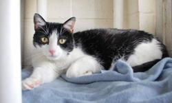 Domestic Short Hair - Black and white - Pj - Medium - Adult
PJ ? how did you get that cool name?!? PJ just had his world pulled out from under him. Still, this gentle 10 year old boy with the sweetest meow in the world doesn?t know that he should be sad.