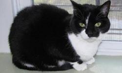 Domestic Short Hair - Black and white - Puss - Medium - Adult
CHARACTERISTICS:
Breed: Domestic Short Hair-black and white
Size: Medium
Petfinder ID: 25522833
ADDITIONAL INFO:
Pet has been spayed/neutered
CONTACT:
Herkimer County Humane Society | Mohawk,