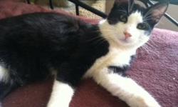 Domestic Short Hair - Black and white - Rio - Medium - Young
Rio is a very handsome cat. You probably cannot see from his picture that he has a pronounced nose and large ears. He is striking!! Very distinguished looking!! He is a wonderful young cat,