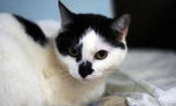 Domestic Short Hair - Black and white - Ruby - Large - Young
Ruby is a 1 year old feisty girl. She loves to play and has a "cattitude." When she wants you to pet her she lets you know and when she is done with you she lets you know that too. Spayed and