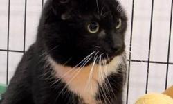 Domestic Short Hair - Black and white - Sir Ernesto Nikea
Sir Ernesto The Bold was wandering around in the City of Ithaca for several months before a concerned fan brought him up to the SPCA. Ernesto was a little put out at being confined, and his first