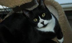 Domestic Short Hair - Black and white - Smuckers - Medium
To fill out an adoption application for this cat, please click here  . We'll review it and get back to you as soon as possible!
Please be patient with us as we take every application seriously and