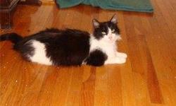 Domestic Short Hair - Black and white - Snickers - Large - Adult
Snickers is a large and beautiful cat and a lot of fun to watch. He's an independent type, not a lap cat. He's good with dogs and some other cats (who won't let him intimidate them). He