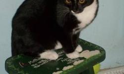 Domestic Short Hair - Black and white - Socks - Medium - Young
Cuddles and Socks were found in an abandoned house on a busy highway. A nice neighbor was watching the kittens and realized one day that the mommy cat had not come back, so she trapped the