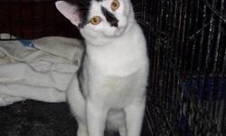 Domestic Short Hair - Black and white - Spots - Medium - Young
SPOTS is a very affectionate, white&black kitty, only about 5mos, who loves to play and, as his name suggests, he looks like a little Dalmatian! But...he is all cat! Spots is patiently waiting