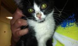 Domestic Short Hair - Black and white - Sweeny Todd - Small
Sweeny Todd is a tiny outgoing 4 month old. He loves his toys, he is not opposed to cuddling. He will let you do anything to him as long as he has your attention. He recently had an eye removed