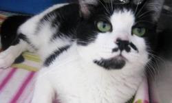 Domestic Short Hair - Black and white - Sylvester - Medium
Sylvester is a hugger! What does that tell you! Sylvester loves people! That's right, so we know he'll love you too!
CHARACTERISTICS:
Breed: Domestic Short Hair-black and white
Size: Medium