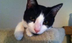 Domestic Short Hair - Black and white - Tommy - Medium - Young
Tommy is absolutely the sweetest cat you'll ever find! He loves to rub his face all over you and he is just as cuddly as they come. He gets along fine with other cats and would make a