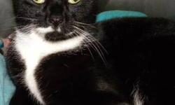 Domestic Short Hair - Black and white - Wally Llama - Medium
Hi, my name is Wally Llama! I'm a handsome, neutered male, black and white cat. I'm very sleek and elegant--I'm all dressed up with no place to go! I'd make an easy going, affectionate