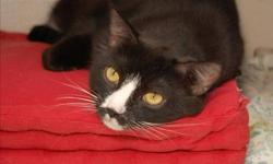 Domestic Short Hair - Black and white - Watson - Medium - Adult
Elementary, my dear Watson... It seemed simple enough to start.Watson got adopted 3 years ago, but recently returned to us. Unfortunately his former family could no longer keep him. How sad
