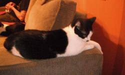 Domestic Short Hair - Black and white - Wubbies - Medium - Adult
Hi, I 'm Wubbies and I love, love, love people. I could sit in your lap all day!! I give head butts and love to be pet. My owner just up and moved away and left me in an empty house. My two