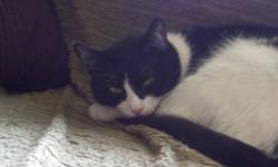 Domestic Short Hair - Black and white - Yolanda - Medium - Adult
What a cutie, and a great people loving cat.
Yolie gets along with most other cats. She?s talkative and loves to sleep on a napping person.
We just wish we could interpret how such a