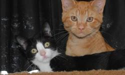 Domestic Short Hair - Black and white - Zoey - Medium - Baby
Zoe, Zach and Zelda came to us together when as stray kittens living under a porch the neighboring dog thought that they were squeaky toys. Zoe is a really pretty little girl with a shiny coat