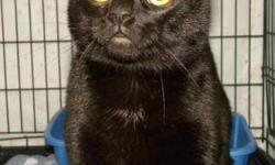 Domestic Short Hair - Black - Arthur***at Petsmart*** - Medium
***AT PETSMART***Hi, my name is Arthur! I'm a sleek, handsome, neutered male black cat. I'm inquisitive and affectionate and I love to be petted. I'm such a sweetheart, so come meet me today!