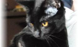Domestic Short Hair - Black - Baby's Kittens - Gemelini - Medium
Gemelini is a very pretty girl. She and her brothers are without a doubt the most wonderful kittens you could imagine. Every single one of these kittens has absolutely fantastic temperament