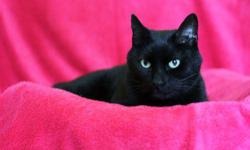 Domestic Short Hair - Black - Bailey - Medium - Adult - Male
Bailey is a gorgeous, sleek 5 year old Male.
CHARACTERISTICS:
Breed: Domestic Short Hair-black
Size: Medium
Petfinder ID: 25135323
ADDITIONAL INFO:
Pet has been spayed/neutered
CONTACT:
Hi-Tor